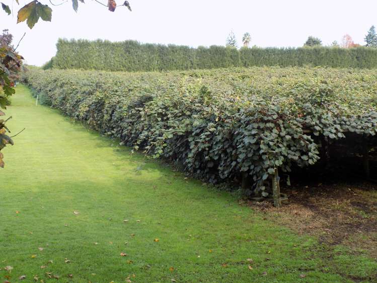 36 Echo Valley Way Tauriko_9