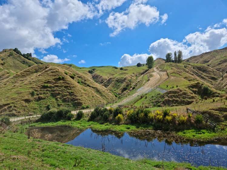 3779 Whanganui River Road (State Highway 43) Ruapehu-King Country Surrounds_5