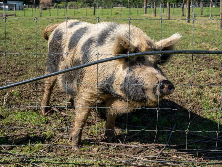 223A Ness Road Kerikeri_32