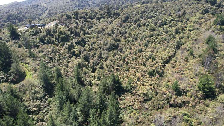 Town Belt East Greymouth_8