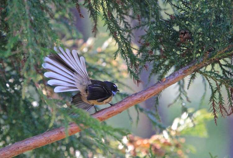 198 Seaview Road Westown_18