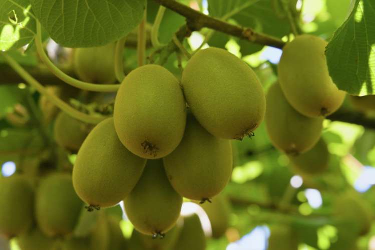 80 Roydon Downs Road Paengaroa_6