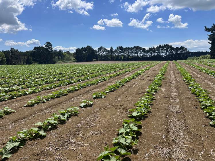 76 Brookside Road Glenbrook_10