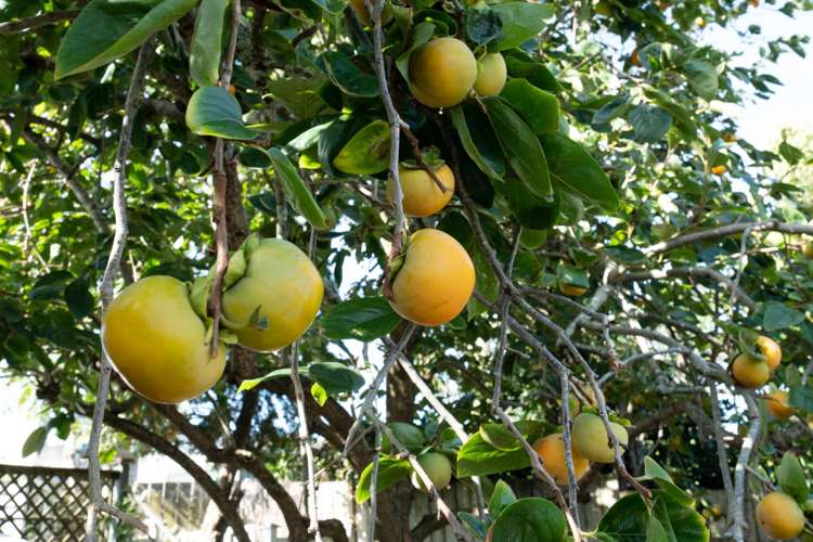 2/22 Cornelian Crescent Half Moon Bay_18