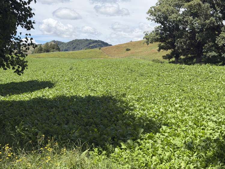 168 Matiere Road Aria_18