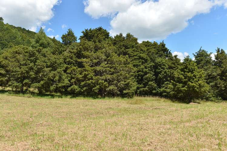 20 Homestead Grove Kauri_5