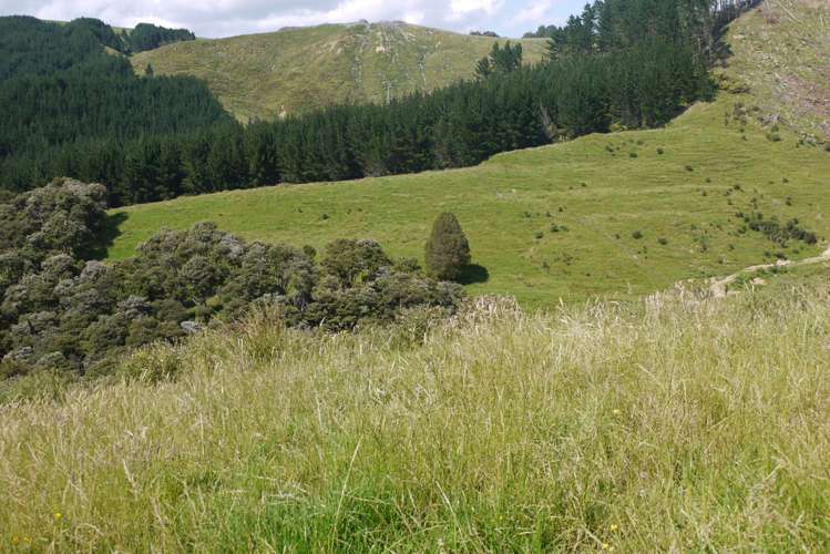 121 Guy Road Kaipara Flats_18