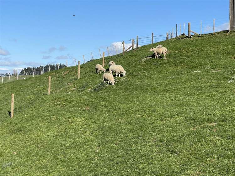 1/585 O'Shea Road Pirongia_16