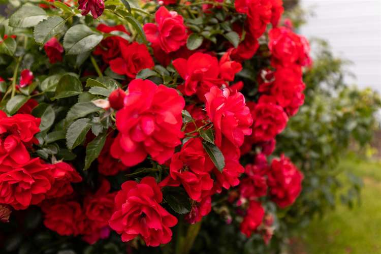 9 Faulkland Drive Witherlea_29