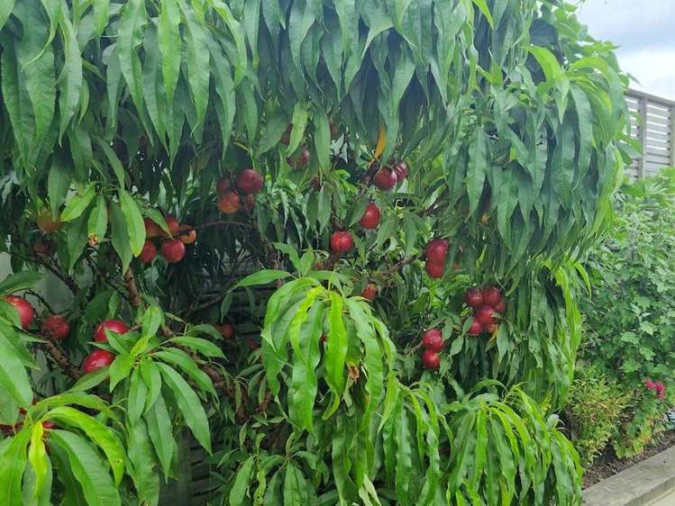 21 Shelton Place Feilding_14