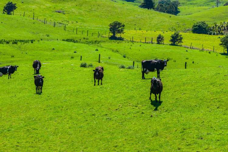 29 Keer Road Dargaville_48