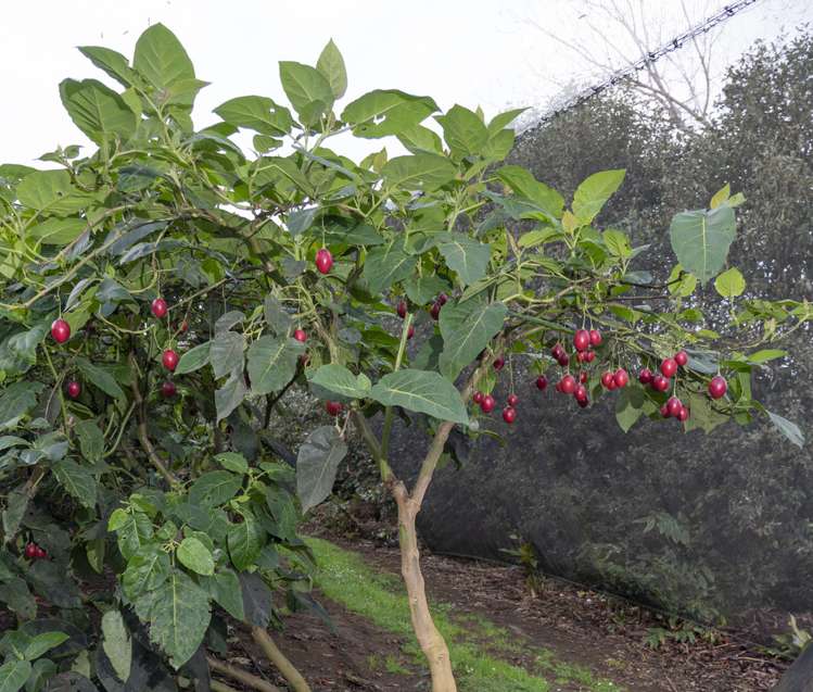 18 Cooper Road Maungatapere_23