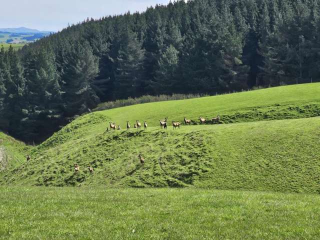 92 Cameron Road Hillend_2