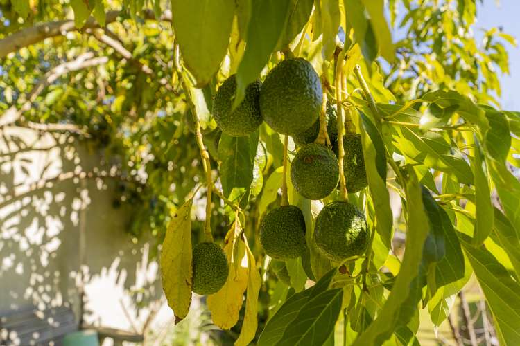 21 Endeavour Close Whitianga_21