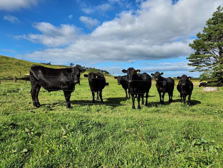 144 King Road Inglewood_18