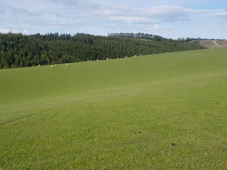 Hillend Road Balclutha_5