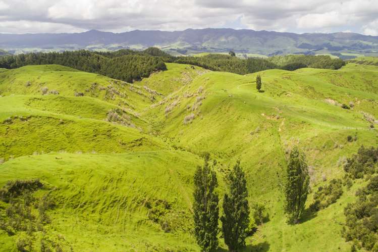 648 Finnis Road Pohangina_5