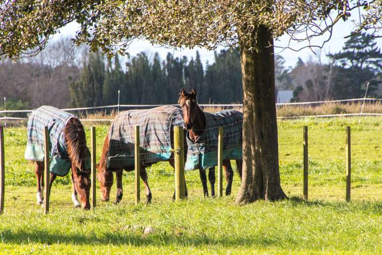 723 Waitakere Road Kumeu_4