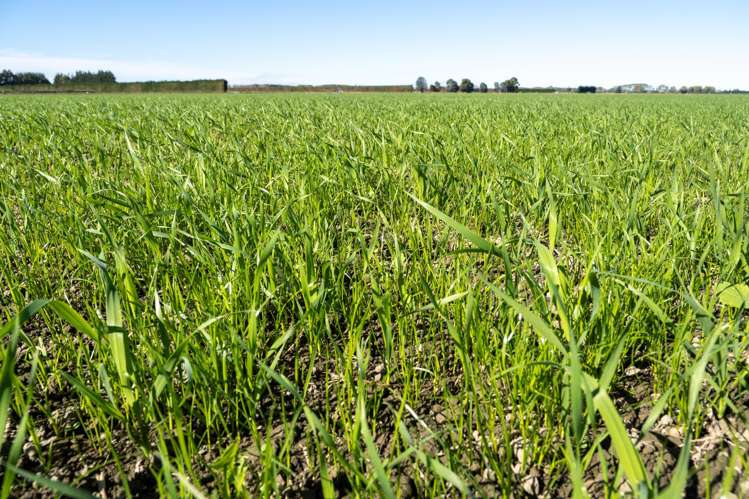 270 and 280 Tinwald Westerfield Mayfield Road Tinwald_7