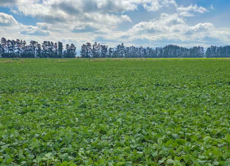 104 Irthing Street Castlerock_18