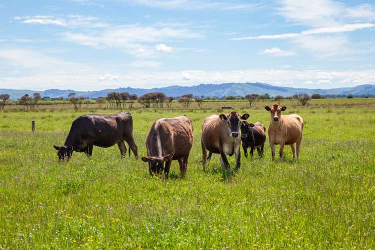 254 Muir Road Te Awamutu_19