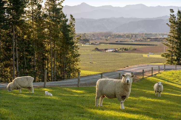 466 Delta Lake Heights Renwick_33