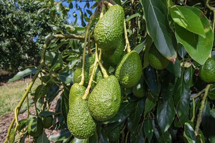 88 Stone Wall Rse Maungatapere_25