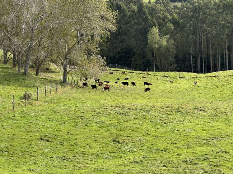 61 Whites Road Waikouaiti_35