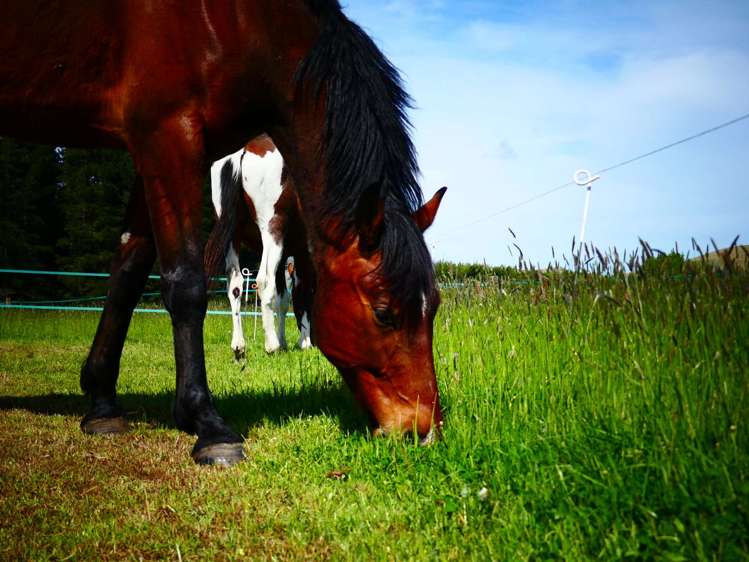 10 Singleton Street Waikari_20