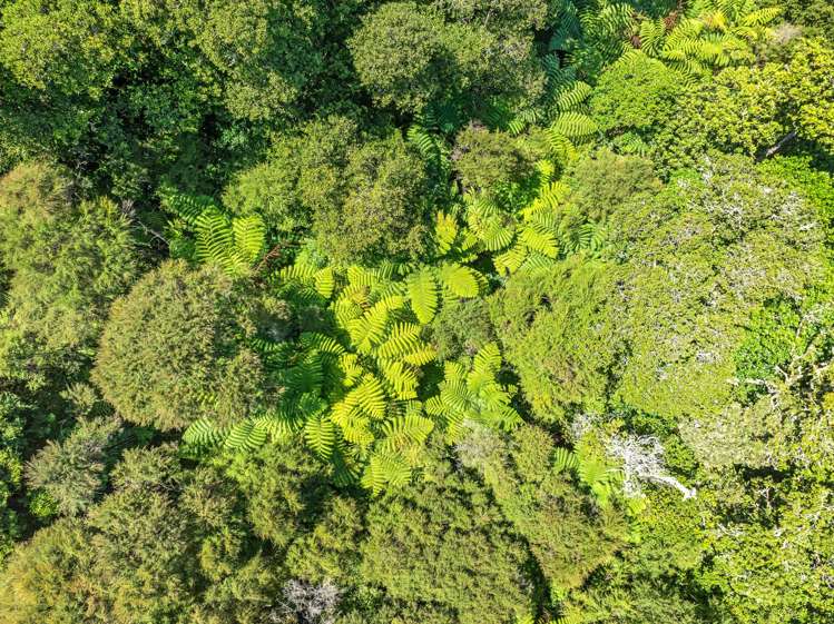 61 Waipuna Road Maunu_35