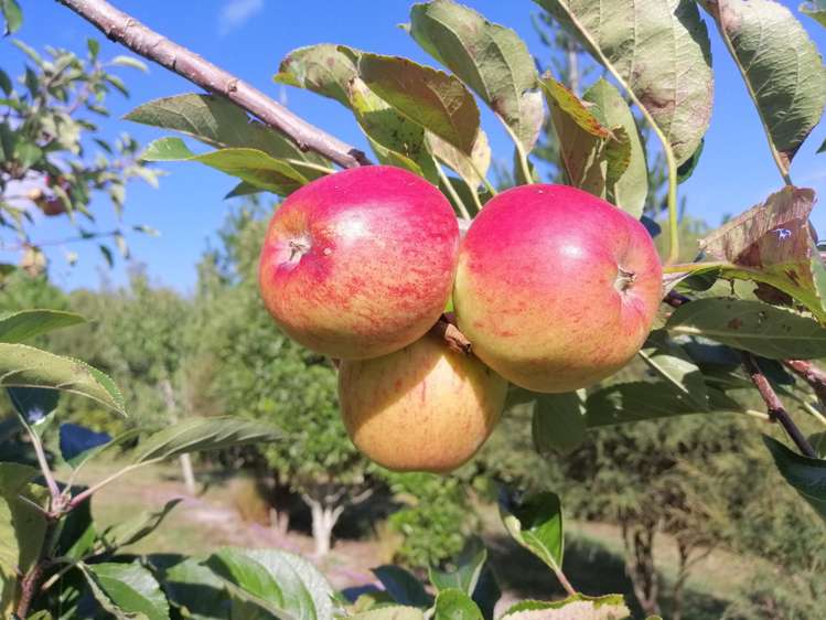 20A Valley View Lane Hakaru_35