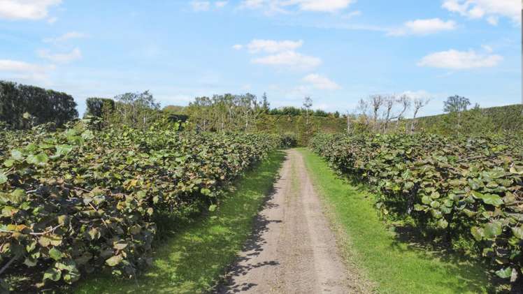 155a Gow Road Opotiki Coastal_16