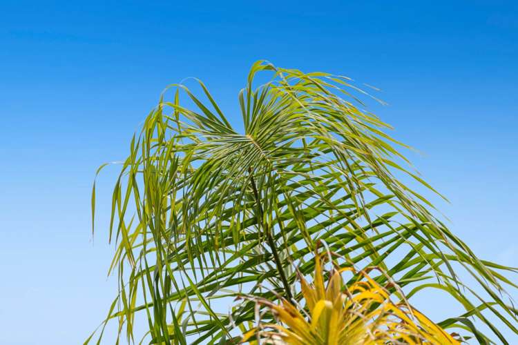 6a St James Avenue Helensville_30