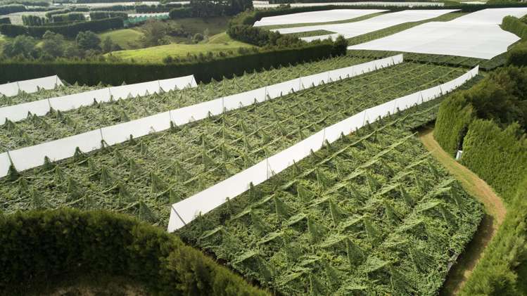 471b Old Coach Road Paengaroa_4