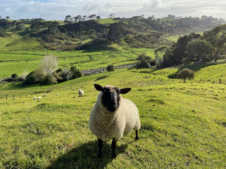 443 Lees Gully Road Pollok_36