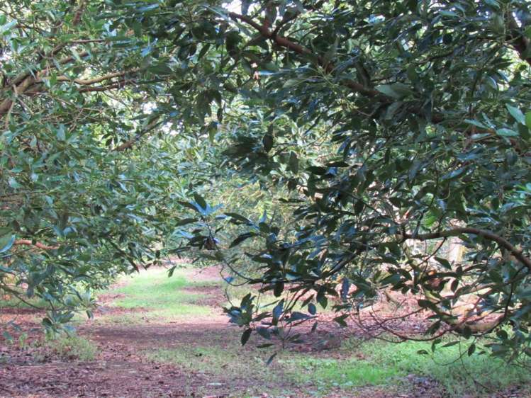 402 Youngson Road Whakamarama_10