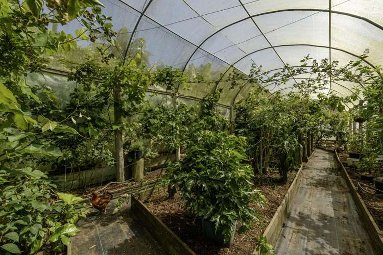 480B Youngson Road Whakamarama_33