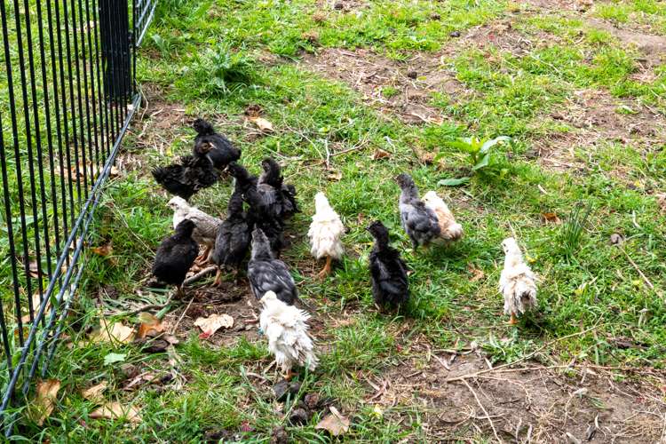 5 Hutchinson Road Helensville_12