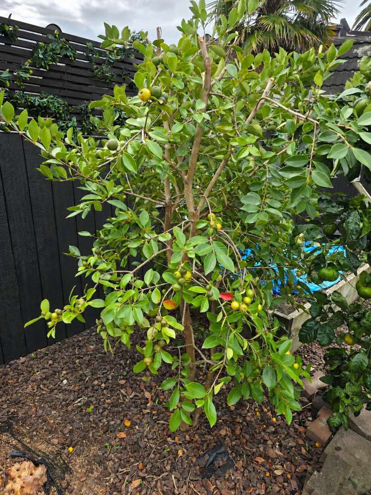 51 Wallace Road Papatoetoe_27