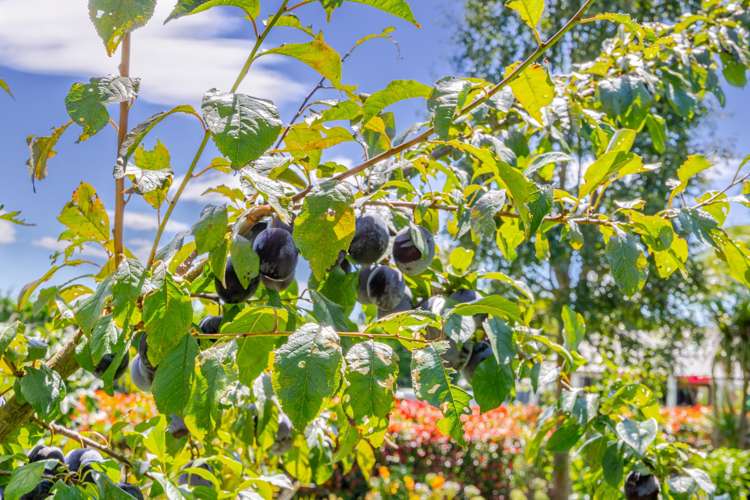 112A Mt Herbert Road Waipukurau_32