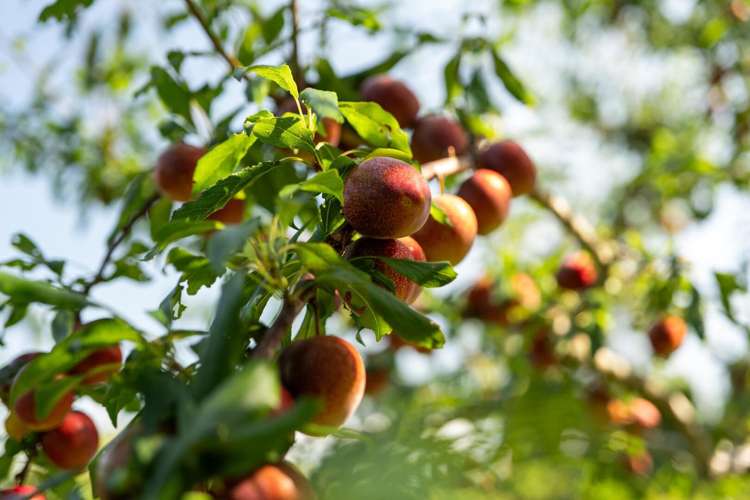 10A Bridgman Lane, Tanners Point Katikati_35