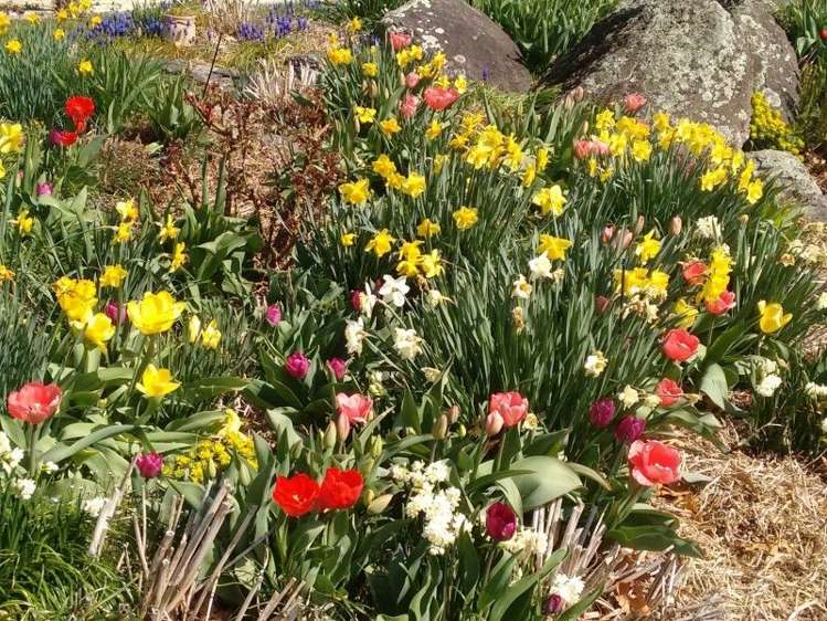 379 Strode Road Alexandra_20