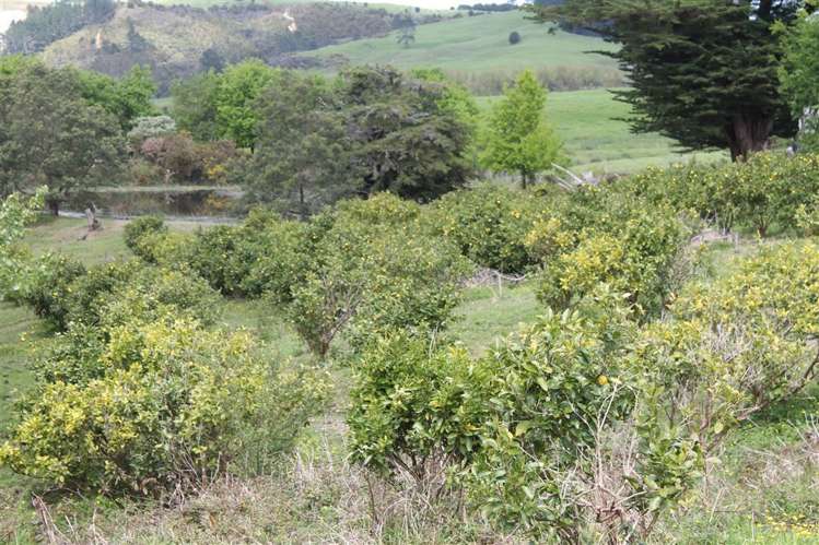 119 Rusk Road Hukerenui and Surrounds_16