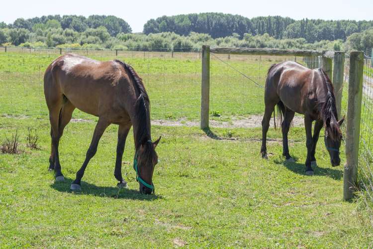 66 Hollands Road Tinwald_16