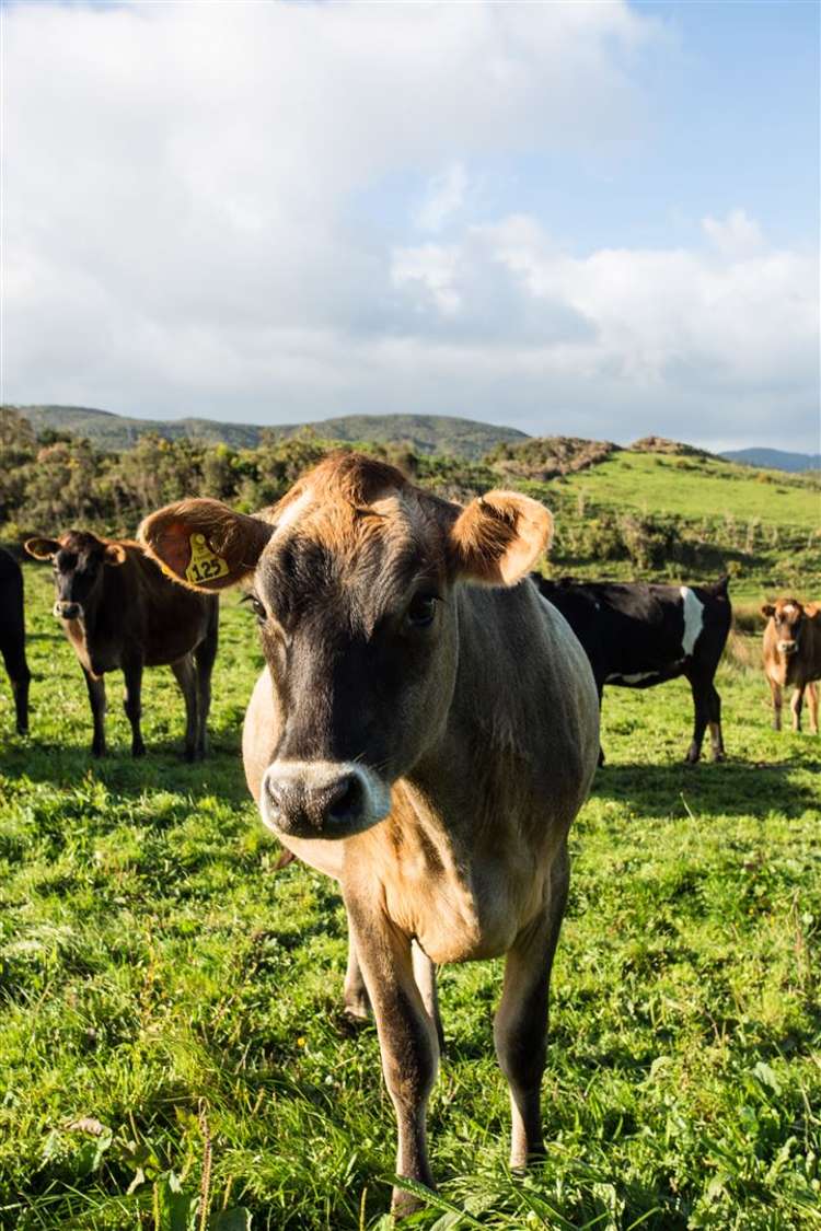 60 Snake Creek Road Kahurangi National Park_33