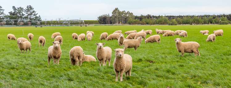 684 Telegraph Road Selwyn_14