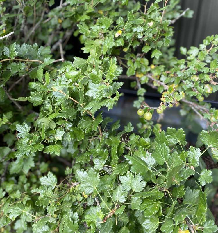 96 Middle Road Allenton_14