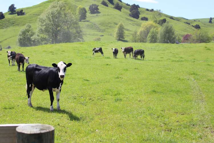 235 Echolands Road Taumarunui_11