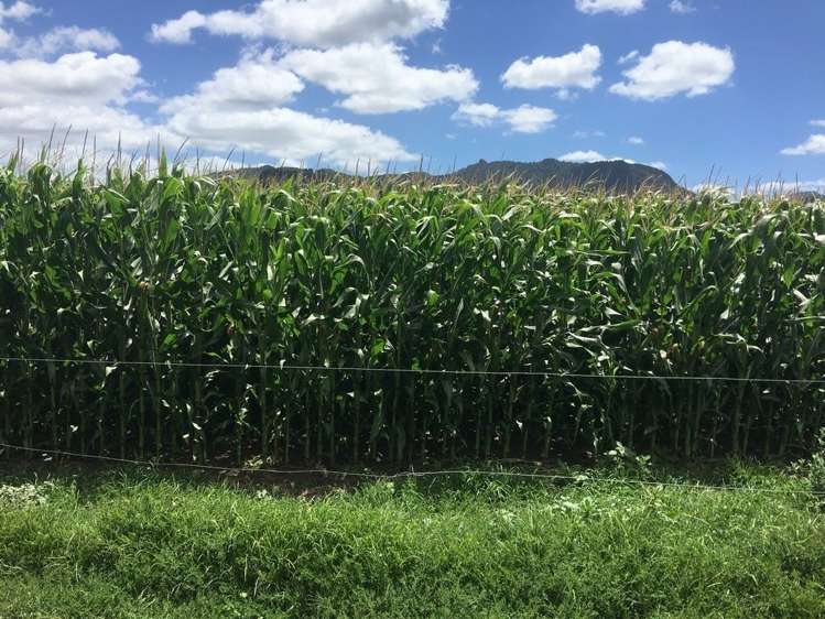 Maratoto Road Hauraki_0