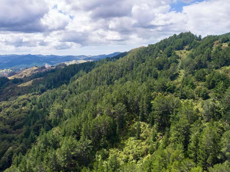 939 Kaiwhata Road Te Wharau_15